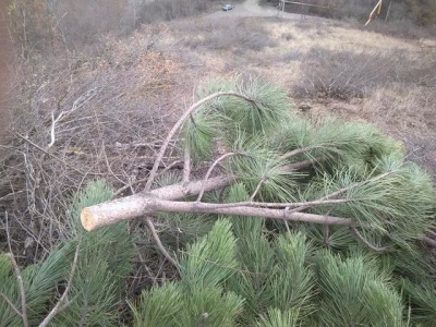 В России отказались охранять сосну крымскую