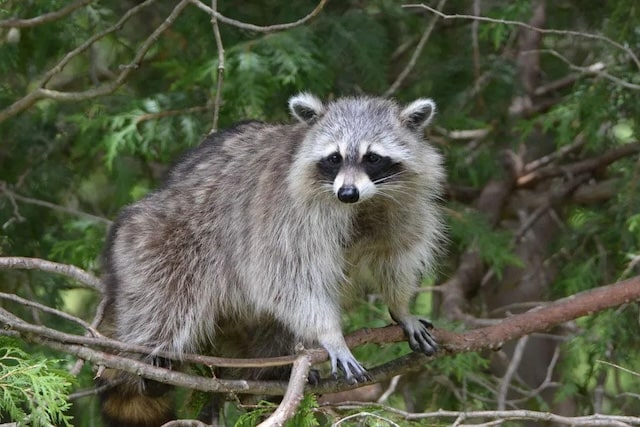 В Керчи от укусов сбежавшего енота пострадали две женщины