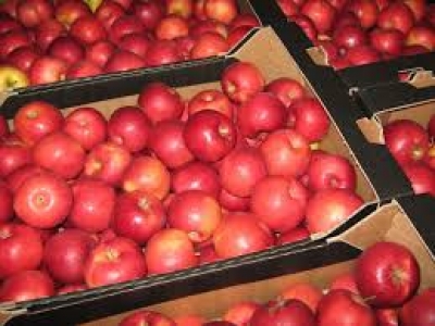 Крымские яблоки заменят России польские?