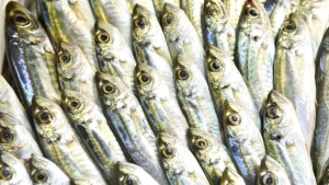 Севастопольцы купили 18 тонн рыбы в рамках проекта «Рыбный день»