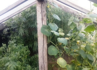 Несколько теплиц с коноплей обнаружили в одном из сел Сакского района