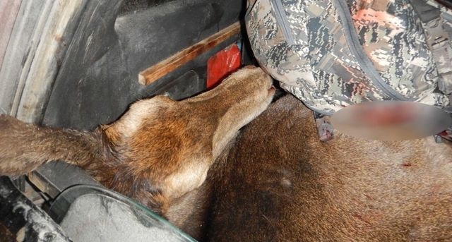 Браконьеру не удалось скрыться от полицейских