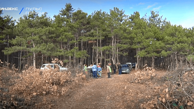Севастопольцы протестуют из-за вырубки леса в Верхнесадовом