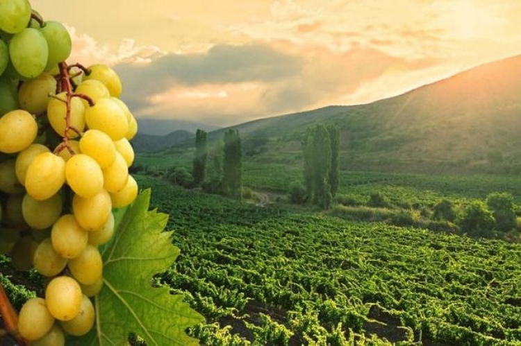 Только свежий и крымский – завод в Севастополе хочет закупить виноград