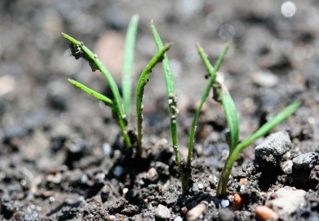 Засуха в Крыму: озимые всходят очень плохо