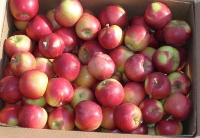 Российский министр не нашел в Крыму желающих заняться крымскими яблоками