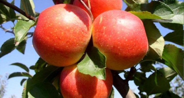В академии биоресурсов «учат» яблони обходиться без воды