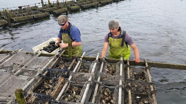 Россия разрушила устричный бизнес на Крымском полуострове