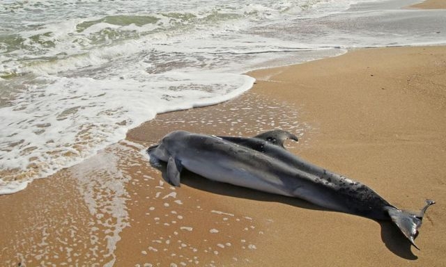 661 дельфин выбросился на берег в текущем году в Крыму