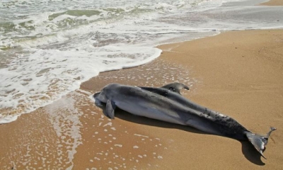 661 дельфин выбросился на берег в текущем году в Крыму