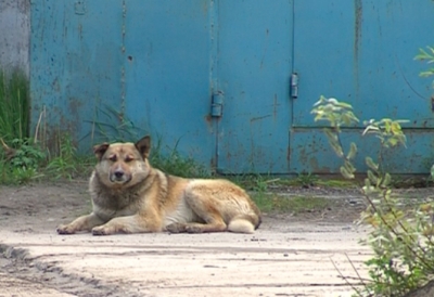 Владельцы гаражей займутся стерилизацией бродячих собак