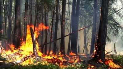 В Крыму ввели особый противопожарный режим и новые штрафы за его нарушения