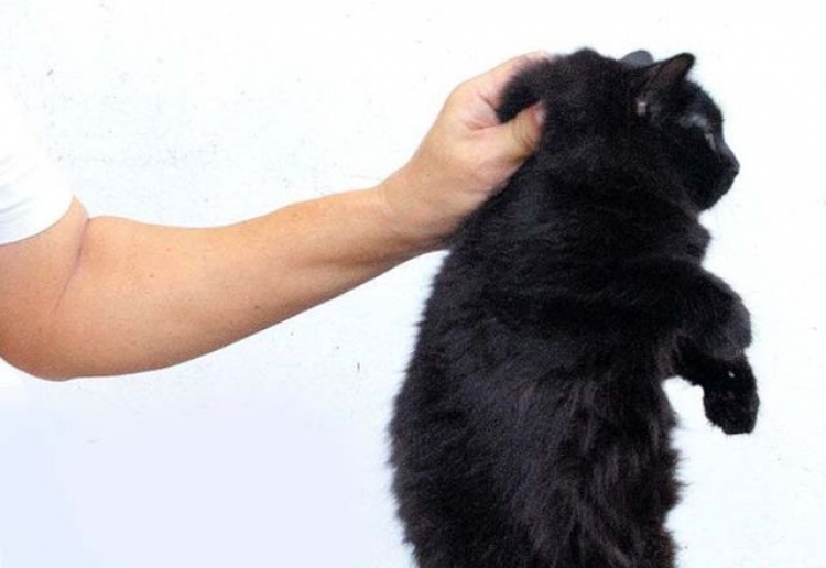 В оккупированном Крыму ливень и кот-«диверсант» стали причиной аварийных отключений света