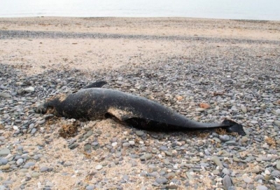 Дельфины в Евпатории погибли, запутавшись в браконьерских сетях