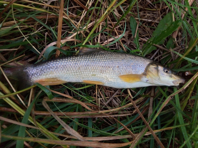 В реке Салгир обнаружена мертвая рыба, в том числе, краснокнижная