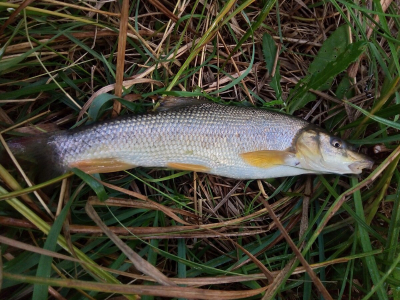 В реке Салгир обнаружена мертвая рыба, в том числе, краснокнижная
