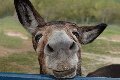 В «Артек» едет ослик по имени Сережа