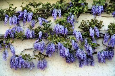 В Ялте прошел День любования глицинией	