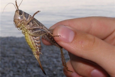 Саранча неистребима – чиновники в оккупированном Крыму поспешили заявить о ее уничтожении (видео)