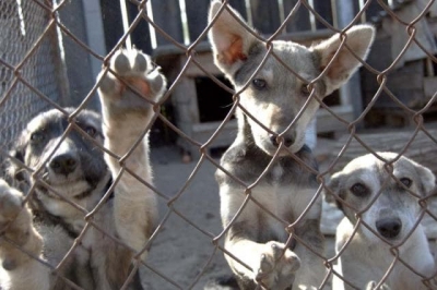 В Симферополе построят приют для животных за 16 млн. рублей