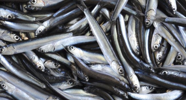 В России признались – популяция хамсы в Черном море стремительно сокращается