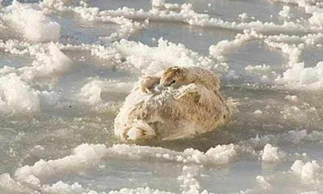 Жители Евпатории обнаружили умерших от холода птиц