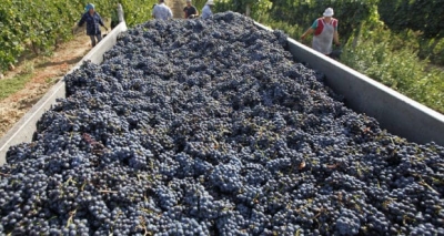 В Севастополе заявили о рекордном урожае винограда