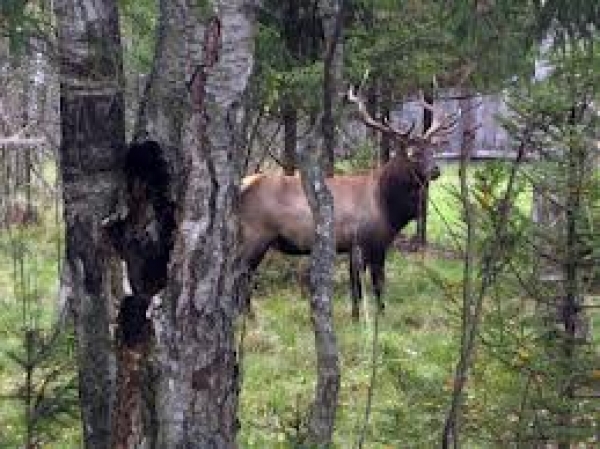 Крымчанок вынудят пользоваться косметикой из крови марала