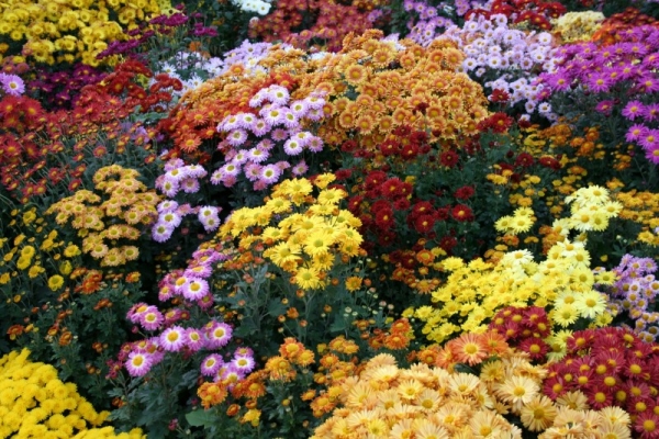 Никитский ботанический сад приглашает полюбоваться хризантемами