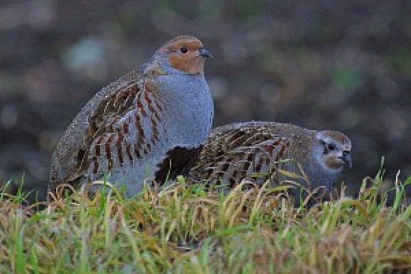 Куропаток и зайцев на полуострове хватит на всех
