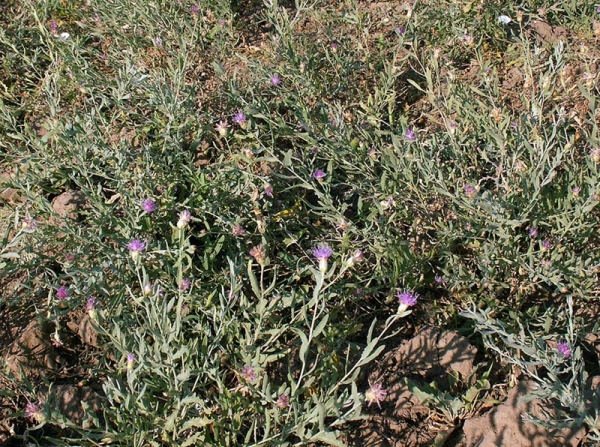 На Крымский полуостров вслед за амброзией ползет горчак 