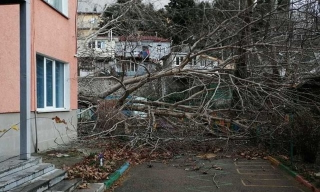 Стихия в Крыму – во время урагана дерево убило мужчину (видео)