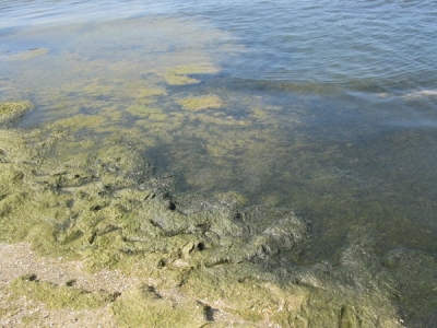 В водохранилищах «цветет» вода, а стены Северо-Крымского канала разрушаются