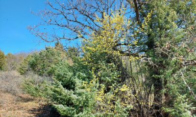 В Крыму массово сохнут кизиловые деревья