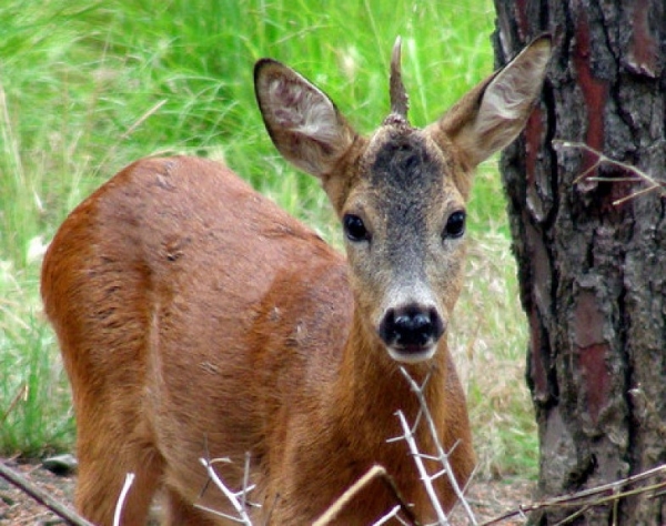 Попробовать дичь в охотничье межсезонье можно в ресторанах Крыма – никто никого не карает