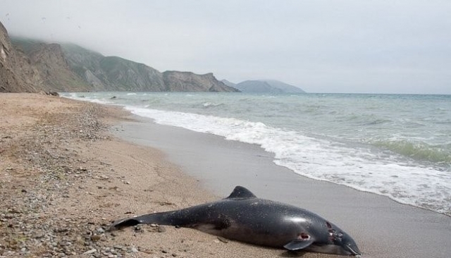 Институт океанологии занялся проблемой сокращения численности дельфинов