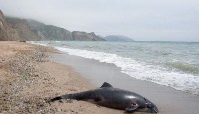 Институт океанологии занялся проблемой сокращения численности дельфинов