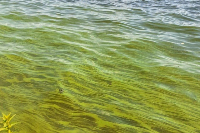 Река Салгир в Симферополе покрылась зелено-оранжевой тиной