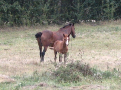 Правоохранители Алушты разоблачили конокрада