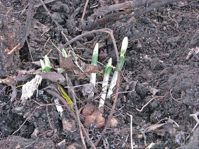 Трактором по краснокнижным растениям – в Крыму реконструирую дорогу на г. Клементьева