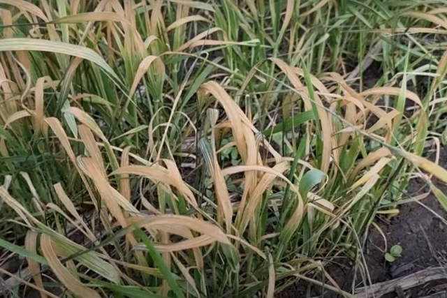 Климатический кризис в Крыму - в 4-х районах введена чрезвычайная ситуация