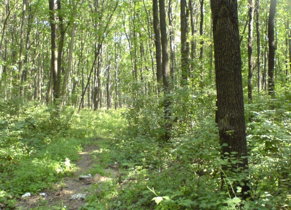 В Саках хотят массово высаживать леса