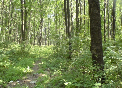 В Саках хотят массово высаживать леса