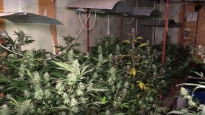Взяты под стражу жители Евпатории, которые выращивали марихуану в котельной