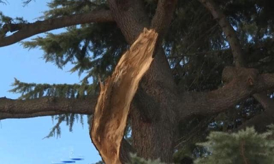 Снег обломал крону 140-летнего гималайского кедра в Никитском саду