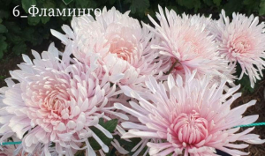 Королевой бала хризантем в Никитском саду стал новый сорт «Фламинго»