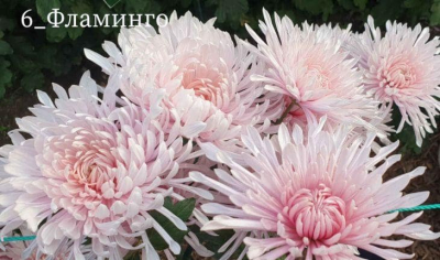 Королевой бала хризантем в Никитском саду стал новый сорт «Фламинго»