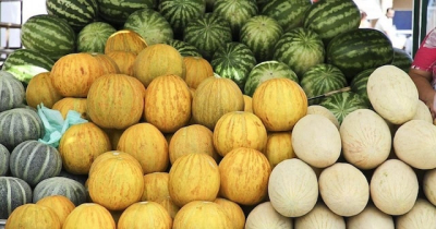 В Крыму началась уборка бахчевых- собрали 380 тонн арбузов и дынь