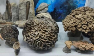 В Крыму обнаружен уникальный коралл юрского периода