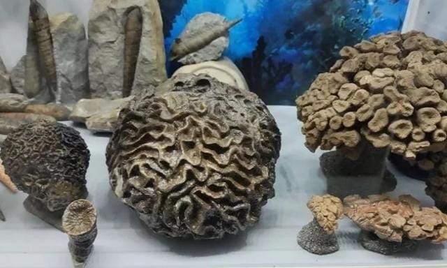 В Крыму обнаружен уникальный коралл юрского периода